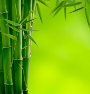 Bamboo Makes Wonderful Fabrics